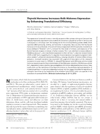 Thyroid Hormone Increases Bulk Histones Expression by Enhancing Translational Efficiency