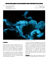 Swarm Intelligence in Bioluminiscent Micro-Organisms Populations