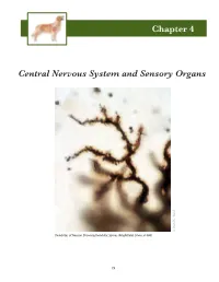 Chapter 4 Central Nervous System and Sensory Organs