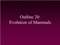 Evolution of Mammals Classifying Mammals