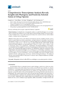 Comprehensive Transcriptome Analysis Reveals Insights Into Phylogeny and Positively Selected Genes of Sillago Species