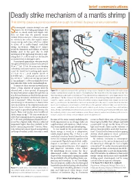 Deadly Strike Mechanism of a Mantis Shrimp This Shrimp Packs a Punch Powerful Enough to Smash Its Prey’S Shell Underwater
