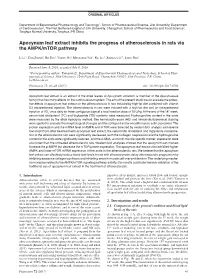 Apocynum Leaf Extract Inhibits the Progress of Atherosclerosis in Rats Via the AMPK/Mtor Pathway