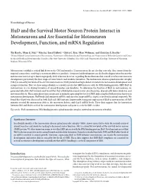 Hud and the Survival Motor Neuron Protein Interact in Motoneurons and Are Essential for Motoneuron Development, Function, and Mrna Regulation