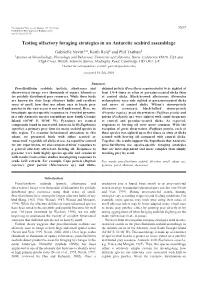 Testing Olfactory Foraging Strategies in an Antarctic Seabird Assemblage