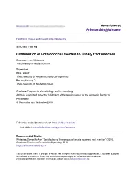 Contribution of Enterococcus Faecalis to Urinary Tract Infection