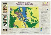Stegosaurus Museums and Sites Featuring Fossils in Colorado