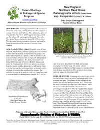 New England Northern Reed Grass Is a Member of the Grass Family (Poaceae) That Occurs in a Variety of Moist, Open Habitats