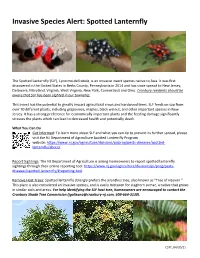 Spotted Lanternfly