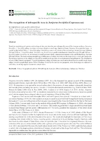 The Recognition of Infraspecific Taxa in Juniperus Brevifolia (Cupressaceae)
