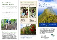 Phytopthora Myrtle Rust Brochure