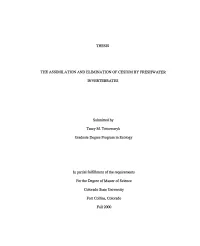 Thesis the Assimti...Ation and Elwination of Cesium By