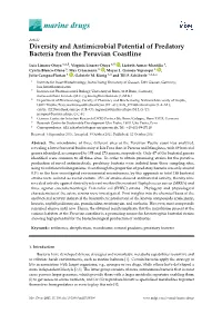 Diversity and Antimicrobial Potential of Predatory Bacteria from the Peruvian Coastline