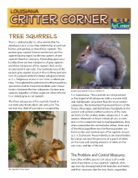 Tree Squirrels There Is Undoubtedly No Other Animal That Has Developed Such a Love-Hate Relationship Around Our Homes and Gardens As That of Tree Squirrels