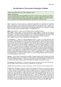 Mini Data Sheet on Thrips Setosus (Thysanoptera: Thripidae)