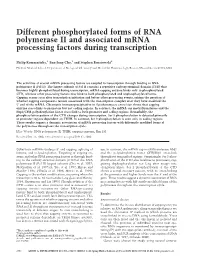 Different Phosphorylated Forms of RNA Polymerase II and Associated Mrna Processing Factors During Transcription