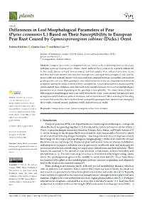 Differences in Leaf Morphological Parameters of Pear
