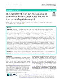 The Characteristics of Gut Microbiota and Commensal Enterobacteriaceae Isolates in Tree Shrew
