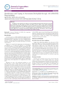 Identification and Typing of Aeromonas Hydrophila Through