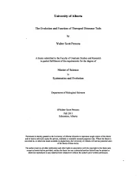 The Evolution and Function of Theropod Dinosaur Tails