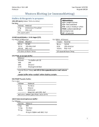 Western Blot Protocol