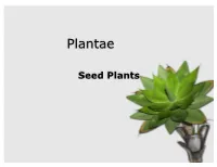 Cork Cambium - Produces Cork (Outer Most Layer of Bark) Pine Tree W/ 8 Cotyledons!