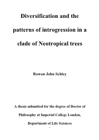 Diversification and the Patterns of Introgression in a Clade Of