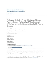Evaluating the Role of Large Jellyfish and Forage Fishes As Energy Pathways, and Their Ni Terplay with Fisheries, in the Northern Humboldt Current Systems Luciano M