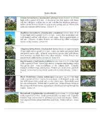 Native Shrubs