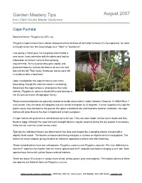 Cape Fuchsia