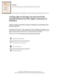 Burrows Lined with Sponge Bioclasts from the Upper Cretaceous of Denmark