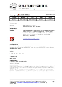 FULL ACCOUNT FOR: Cuphea Ignea Global Invasive Species Database (GISD) 2021. Species Profile Cuphea Ignea. Available From: Http