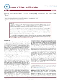 Rodent Models of Painful Diabetic Neuropathy: What Can We Learn