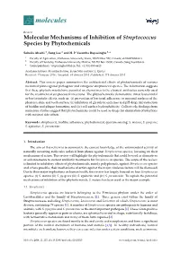 Molecular Mechanisms of Inhibition of Streptococcus Species by Phytochemicals