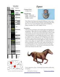 The Scientific Name Equus Is Derived from the Latin Language and Means Horse