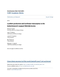 Luciferin Production and Luciferase Transcription in the Bioluminescent Copepod Metridia Lucens