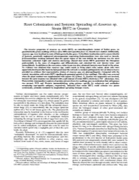 Root Colonization and Systemic Spreading of Azoarcus Sp. Strain BH72 in Grasses