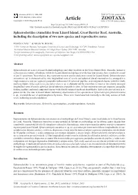 Sphaerodoridae (Annelida) from Lizard Island, Great Barrier Reef, Australia, Including the Description of Two New Species and Reproductive Notes