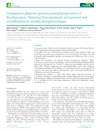 Comparative Plastome Genomics and Phylogenomics of Brachypodium: ﬂowering Time Signatures, Introgression and Recombination in Recently Diverged Ecotypes