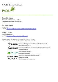 1. Padil Species Factsheet Scientific Name: Common Name Image
