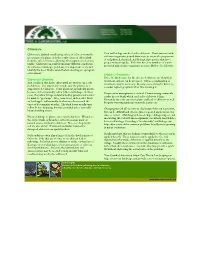Chlorosis PDF Model