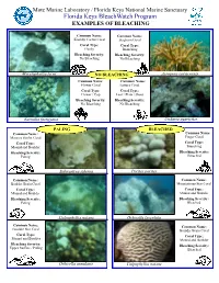 Coral Bleaching Examples