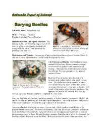 Burying Beetles