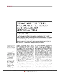 Chromosome Territories, Nuclear Architecture and Gene Regulation in Mammalian Cells