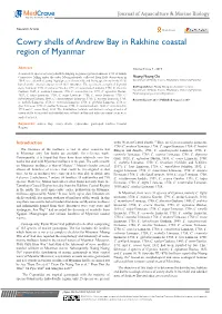 Cowry Shells of Andrew Bay in Rakhine Coastal Region of Myanmar