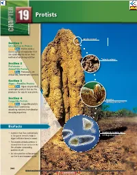 Protist Review.Pdf