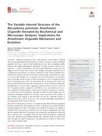 The Variable Internal Structure of the Mycoplasma Penetrans