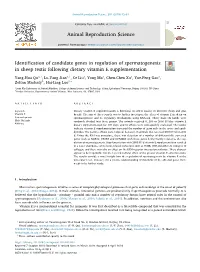 Identification of Candidate Genes in Regulation of Spermatogenesis In