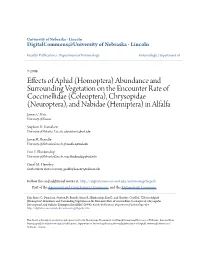 Effects of Aphid (Homoptera) Abundance and Surrounding