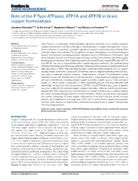 Role of the P-Type Atpases, ATP7A and ATP7B in Brain Copper Homeostasis